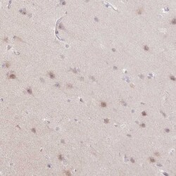 MED19 Antibody, Novus Biologicals:Antibodies:Primary Antibodies